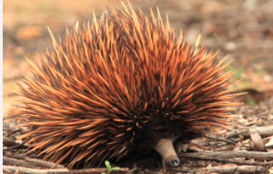 Hump Day Facts #15: Echidna love train